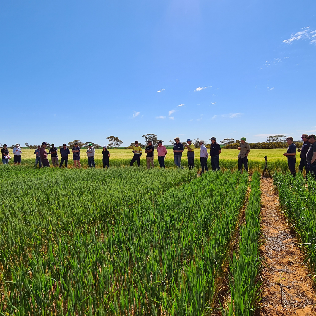 Mallee Sustainable Farming