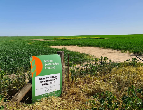 Barley grass Management in a mixed farming system