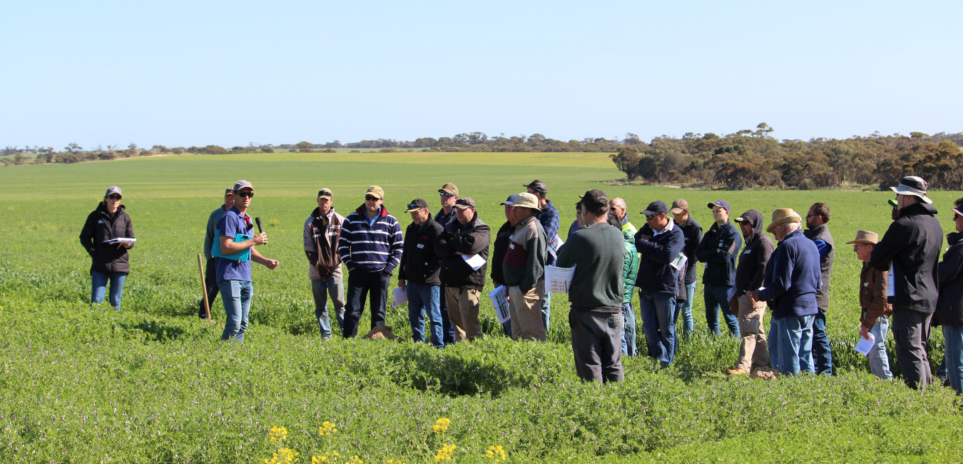 MSF Farm Talk - Legumes on sands